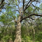 0000 Higgins Road  Hampshire IL 60140