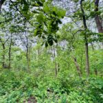 26628 Kimberly Lane  Channahon IL 60410