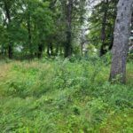 25586 High Street  Wauconda IL 60084