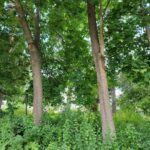 25570 High Street  Wauconda IL 60084