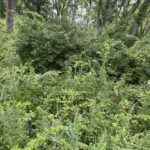 10 Chateau Drive  West Dundee IL 60118