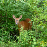 320 Vermillion Lane  Dixon IL 61021