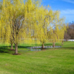 36537 Fox Hill Drive  Wadsworth IL 60083