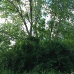 15450 Purley Court  Homer Glen IL 60491